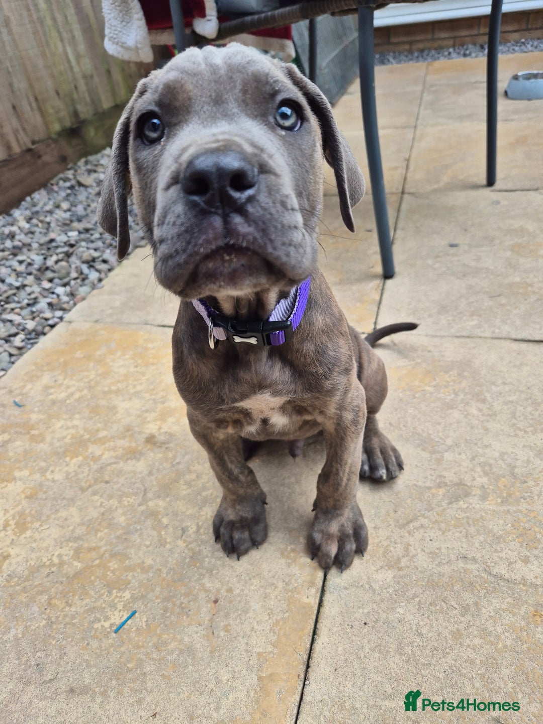 Cane Corso dogs for sale: Cane Corso puppy - Image 3