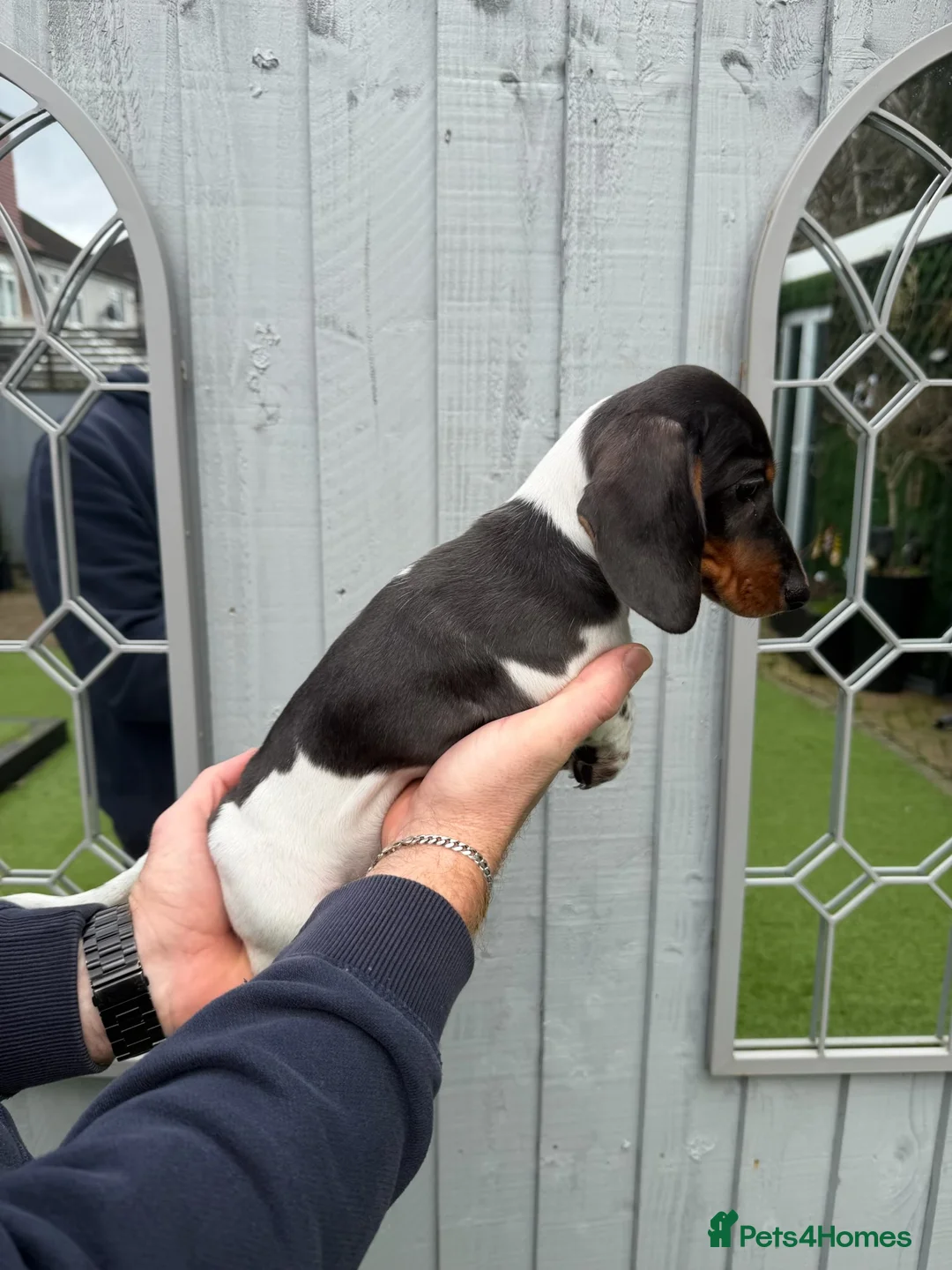 Miniature Dachshund dogs for sale: Miniature dachshunds puppies long and short coats - Advert 5