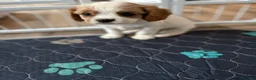 Cavalier King Charles Spaniel dogs for sale: DNA Tested Cavalier King Charles Puppies - Advert 8