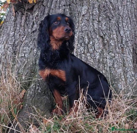 Cocker Spaniel dogs For Stud Proven KC reg Working Cocker Spaniel - Advert 1