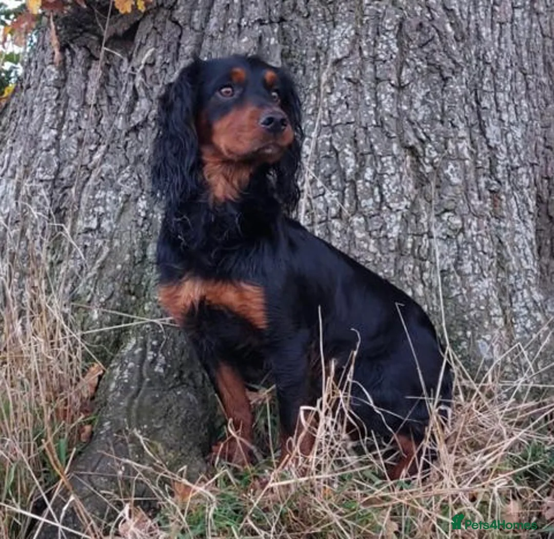 Cocker Spaniel dogs for stud: For Stud Proven KC reg Working Cocker Spaniel - Advert 1