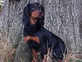 Cocker Spaniel dogs For Stud Proven KC reg Working Cocker Spaniel - Advert 1