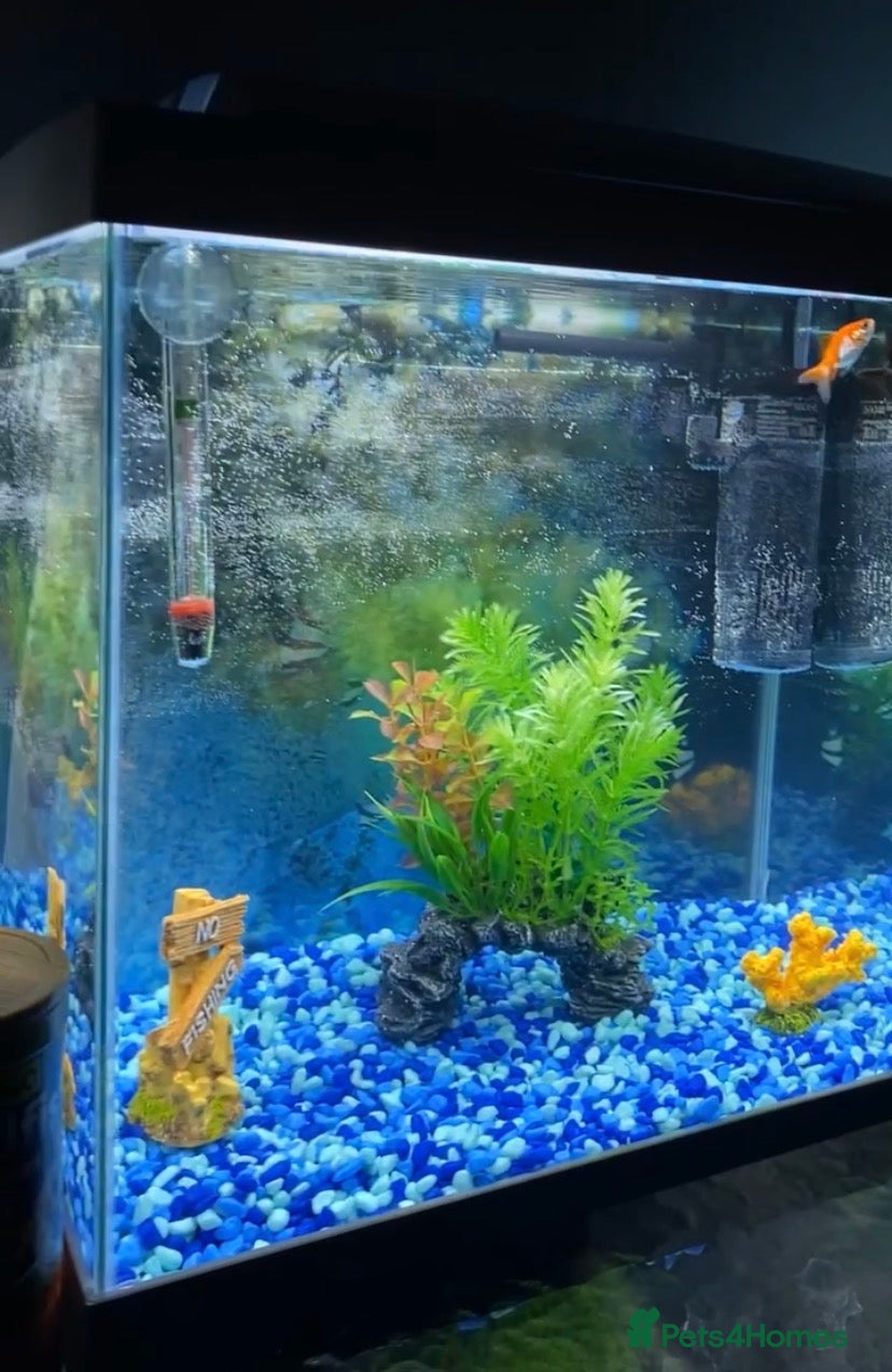 Goldfish fish Two gold fishes - Advert 1