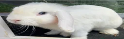 Mini Lop rabbits for sale: Mini Lops BEW x2 plus extras - Advert 1