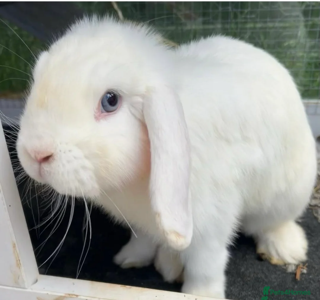 Mini Lop rabbits for sale: Mini Lops BEW x2 plus extras - Advert 1
