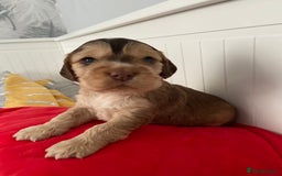 Cocker Spaniel dogs for sale: Show cocker spaniel puppies viewings this weekend! - Image 10
