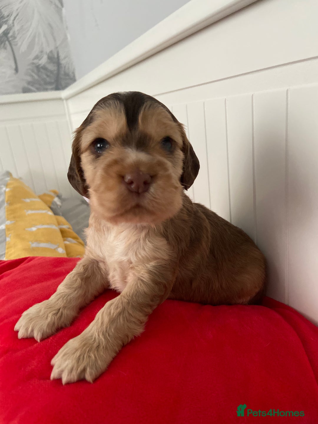 Cocker Spaniel dogs for sale: Show cocker spaniel puppies viewings this weekend! - Image 10