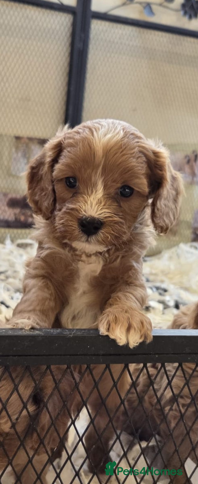 Cavapoo dogs F1 fully health tested cavapoo puppies!  - Advert 11