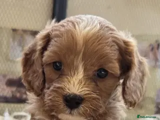 Cavapoo dogs F1 fully health tested cavapoo puppies! - Advert 11