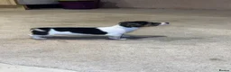 Jack Russell dogs for sale: Short legged Jack Russel puppies.  - Advert 4