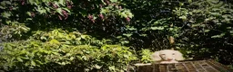 Miniature Dachshund dogs for sale: 1 only Blonde cream miniature dachshund - Advert 22