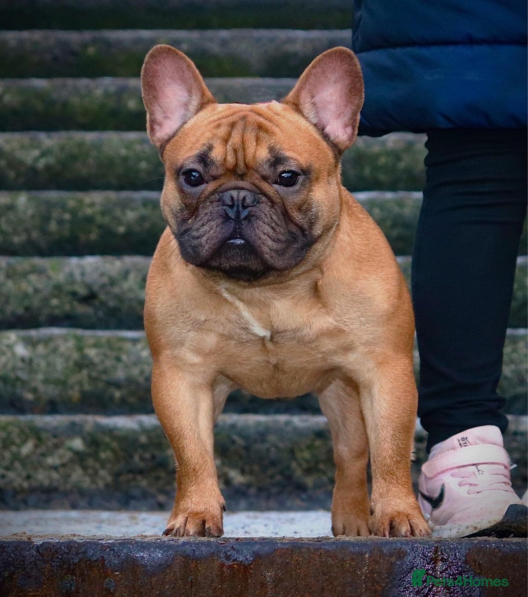 French Bulldog dogs for sale: Champion Sired Fawn / red fawn French bulldogs - Advert 18