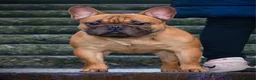 French Bulldog dogs for sale: Champion Sired last female Fawn French bulldog - Advert 5