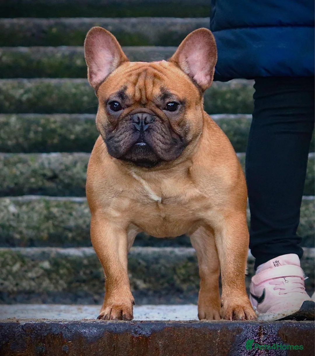 French Bulldog dogs for sale: Champion Sired last female Fawn French bulldog - Advert 5