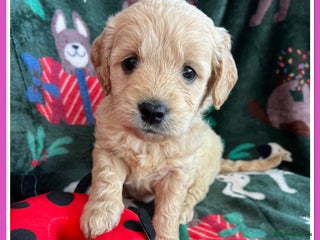 Mini Goldendoodle dogs 🐾STUNNING F1 MINIATURE GOLDEN DOODLES 🐾 - Advert 12