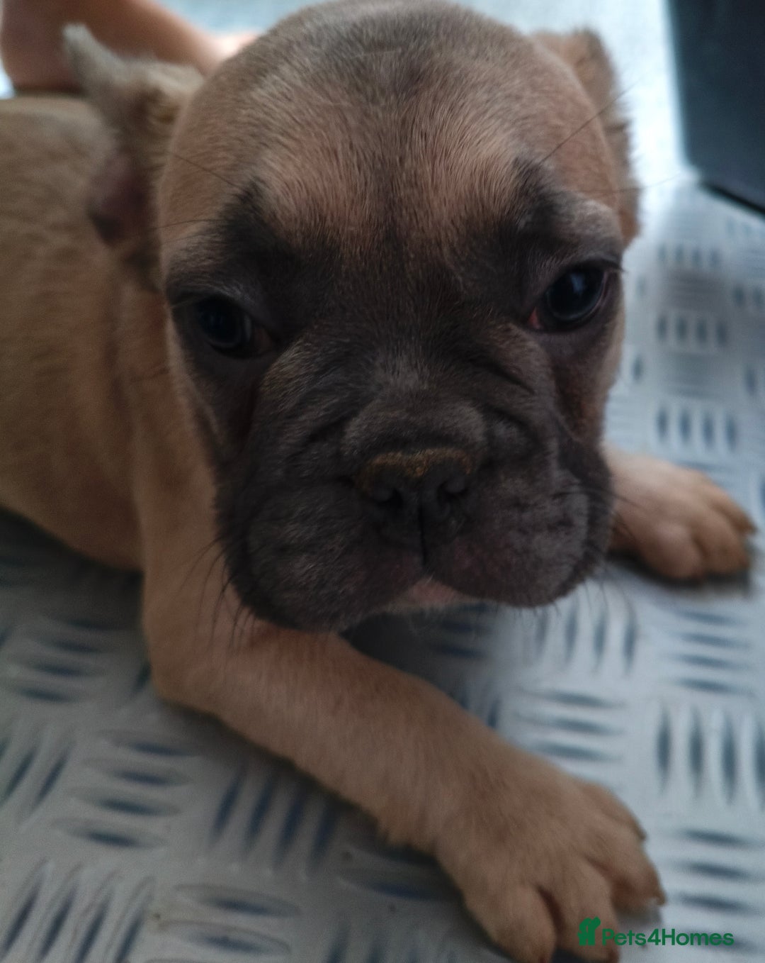 French Bulldog dogs for sale: French Bulldog Puppies looking for their home  - Advert 4