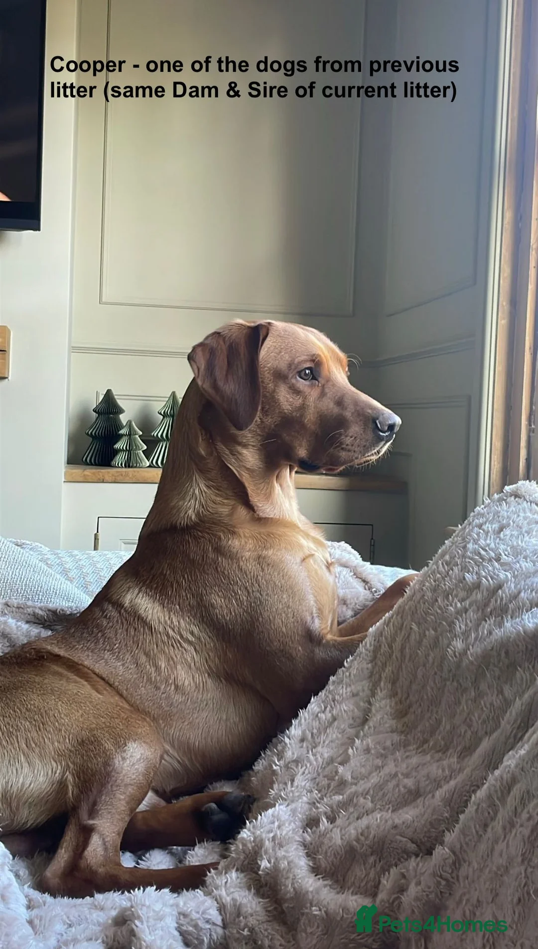 Labrador Retriever dogs for sale: Beautiful KC registered Labrador Retrievers - Advert 6