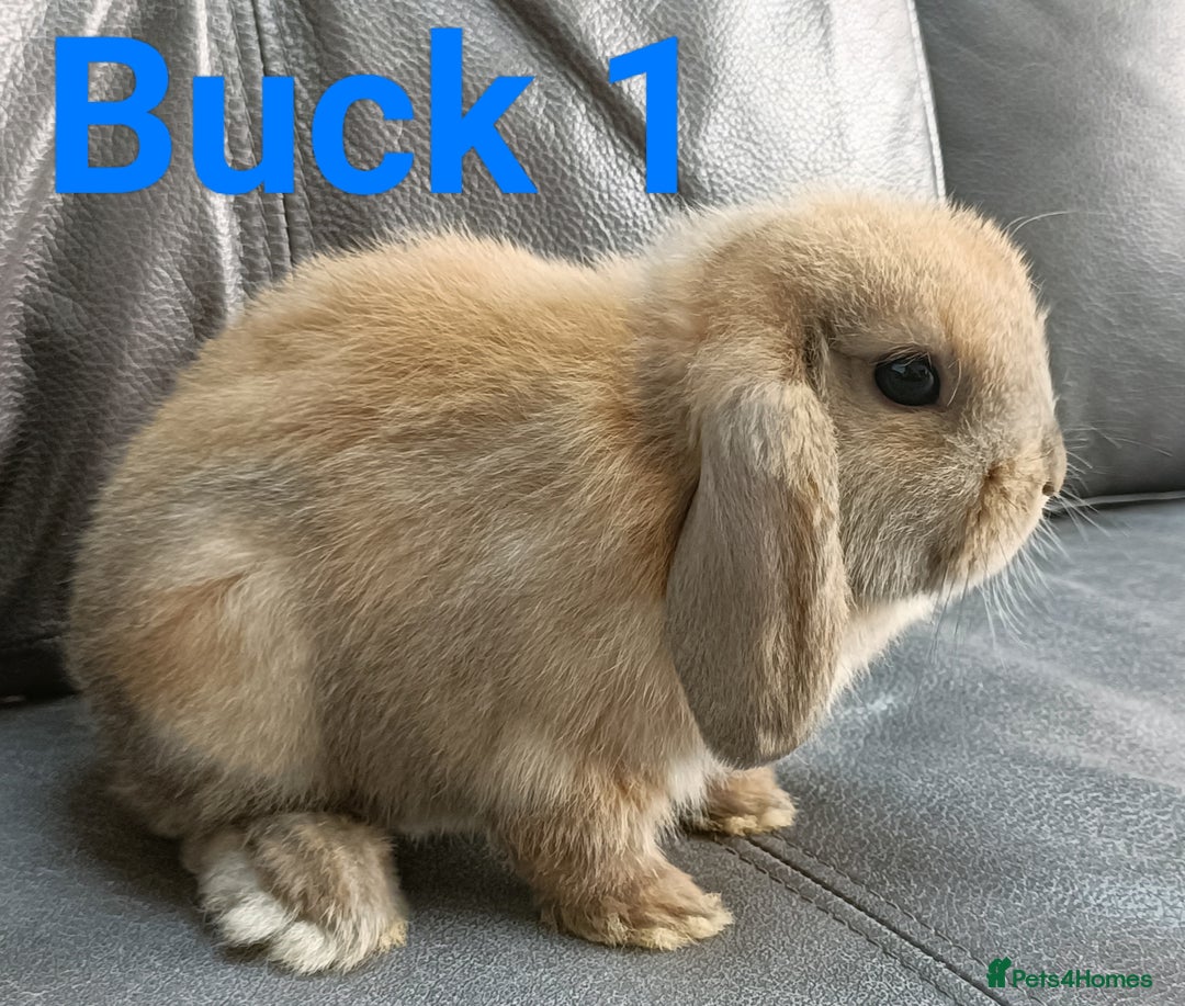 Mini Lop rabbits for sale: 🐰Beautiful mixed litter of Plush x Mini Lop kits - Image 9