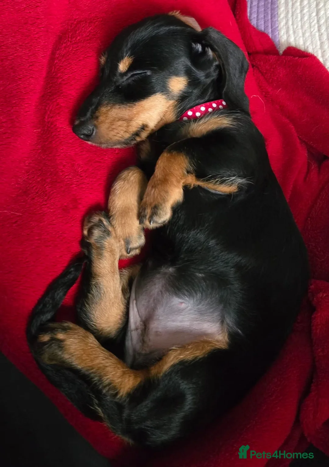 Dachshund dogs for sale: Dachshund Puppy female  - Advert 2