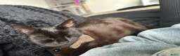 Mixed Breed cats for sale:  Beautiful 10-Month-Old Black Cat  - Advert 6