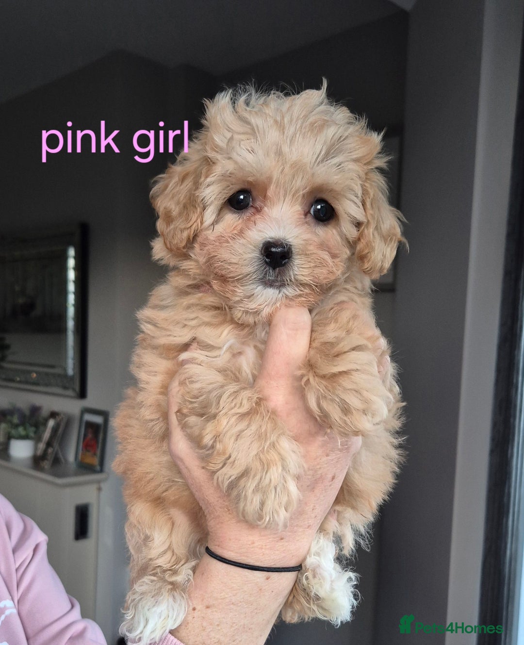 Maltipoo dogs for sale: F1 Maltipoo puppies 🐶 Just 2 girls remaining  - Advert 2