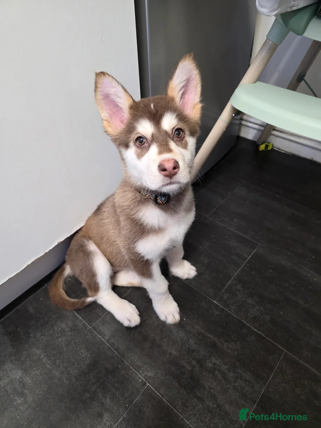 Alaskan Malamute dogs for sale: Alaskan malamute x - Advert 1