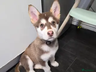 Alaskan Malamute dogs Alaskan malamute x - Advert 18