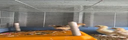 Chickens poultry for sale: pekin bantam chicks in Rotherham - Advert 2