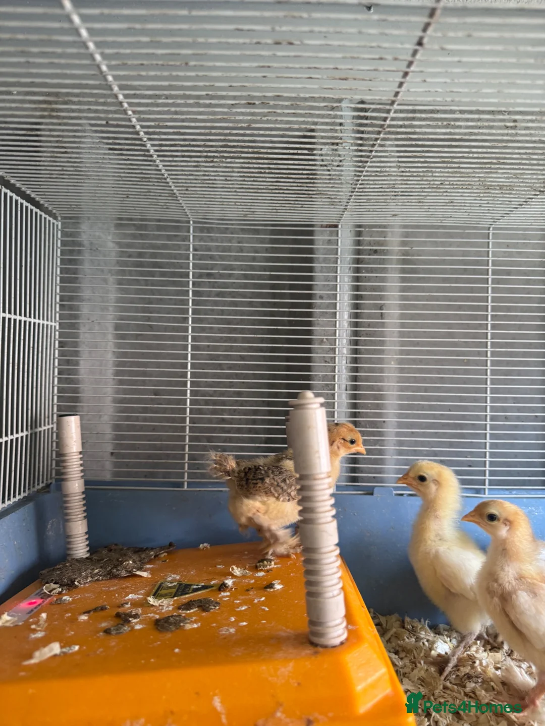 Chickens poultry for sale: pekin bantam chicks in Rotherham - Advert 2
