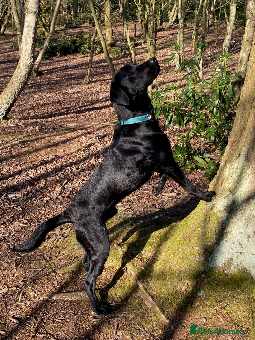 Labrador Retriever dogs for stud: Proven KC registered black field lab, for stud in Wirral - Advert 3