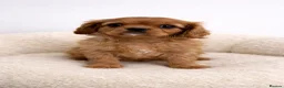 Cavalier King Charles Spaniel dogs for sale: Advanced trained Cavalier King Charles Spaniel - Advert 3