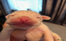 Mixed Breed dogs for sale: French bulldog x American bulldog  - Image 5