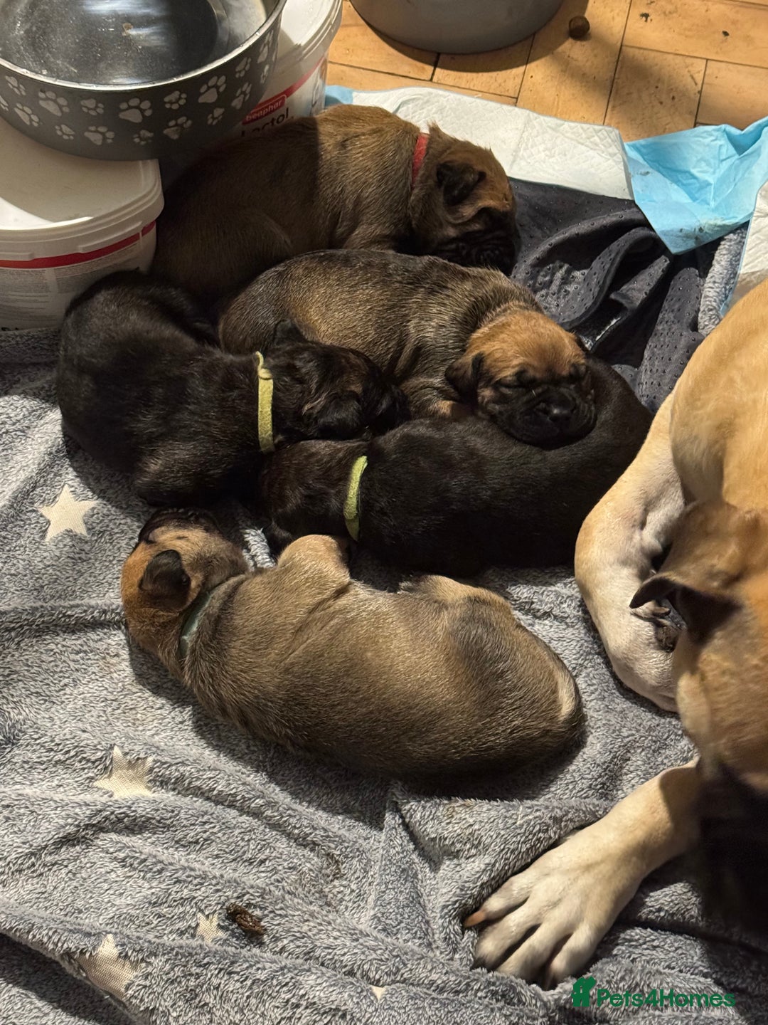 Mixed Breed dogs for sale: American Staff x Bullmastiff Pups  - Image 5