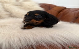 Miniature Dachshund dogs for sale: Stunning Silver & Chocolate Dapple Miniatures - Image 30