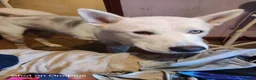 Huskita dogs for sale: For sale Huskita in Grimsby - Advert 2