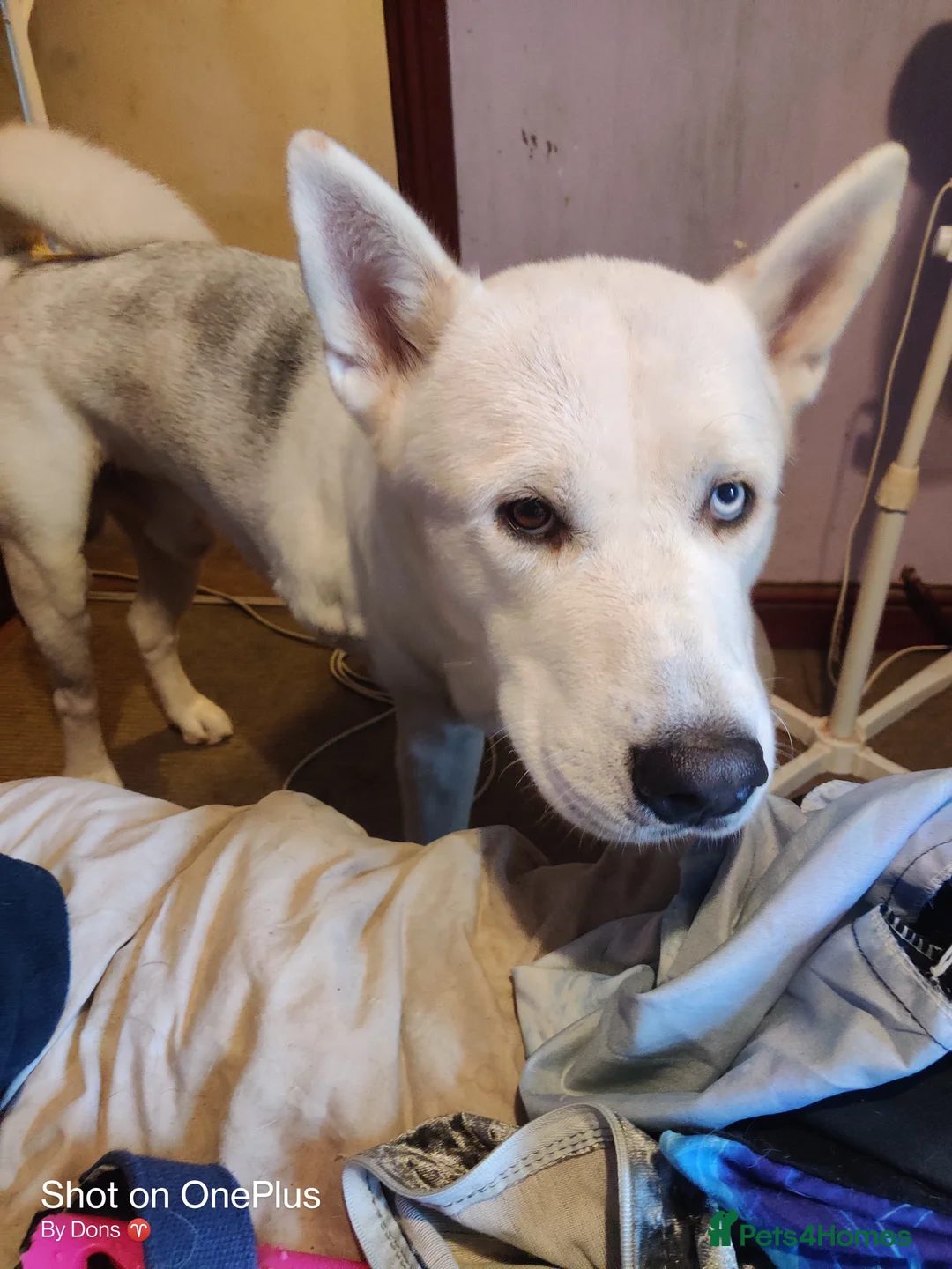 Huskita dogs for sale: For sale Huskita in Grimsby - Advert 2
