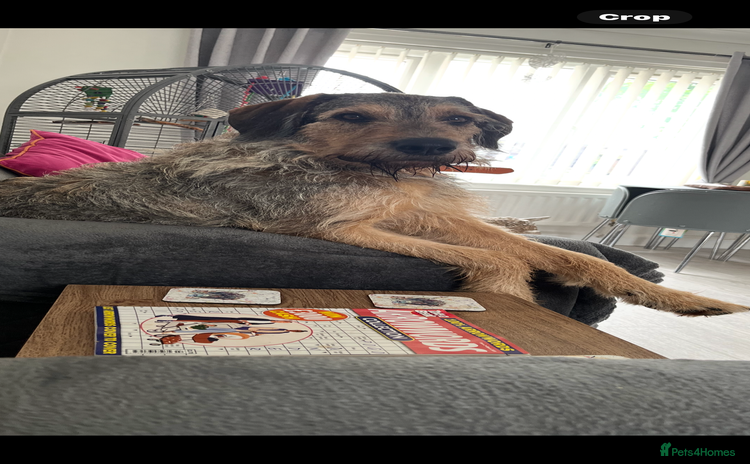 Mixed Breed dogs - Advert 5