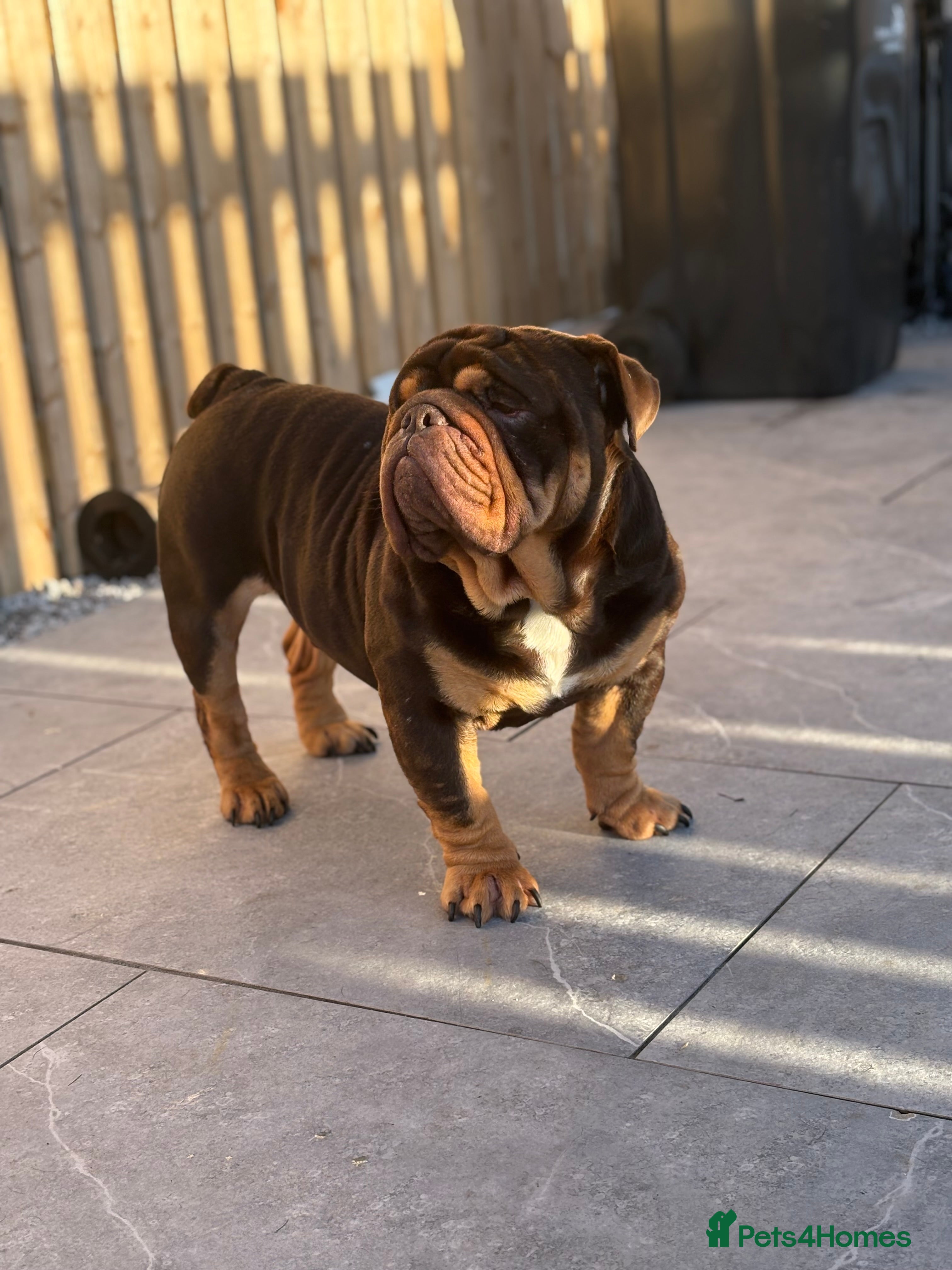 English Bulldog dogs 🔥🏴󠁧󠁢󠁳󠁣󠁴󠁿English bully STUD🏴󠁧󠁢󠁳󠁣󠁴󠁿🔥 - Advert 1