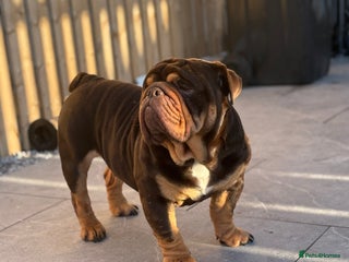English Bulldog dogs 🔥🏴English bully STUD🏴🔥 - Advert 4