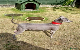 Italian Greyhound dogs for sale: Italian greyhound puppy's dorset - Image 4