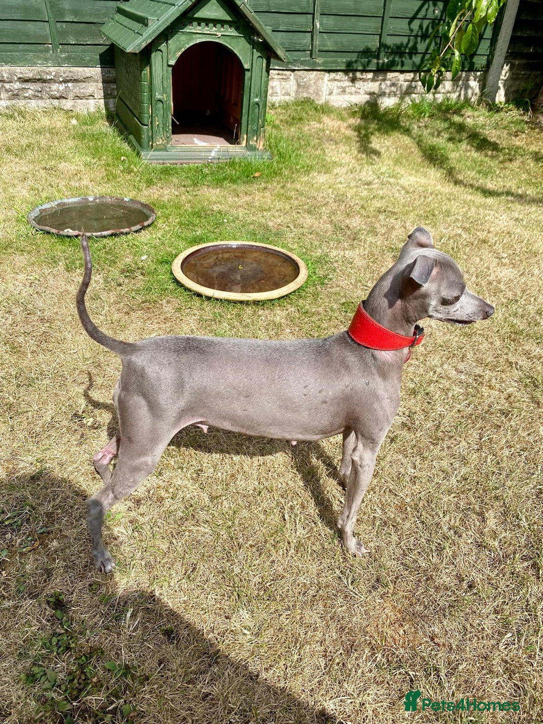 Italian Greyhound dogs for sale: Italian greyhound puppy's dorset - Image 4