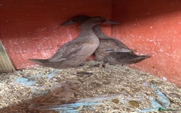 Ducks poultry for sale: Pure chocolate Indian runner ducks price females - Image 2