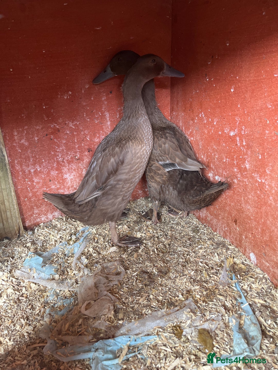 Ducks poultry for sale: Pure chocolate Indian runner ducks price females - Image 2