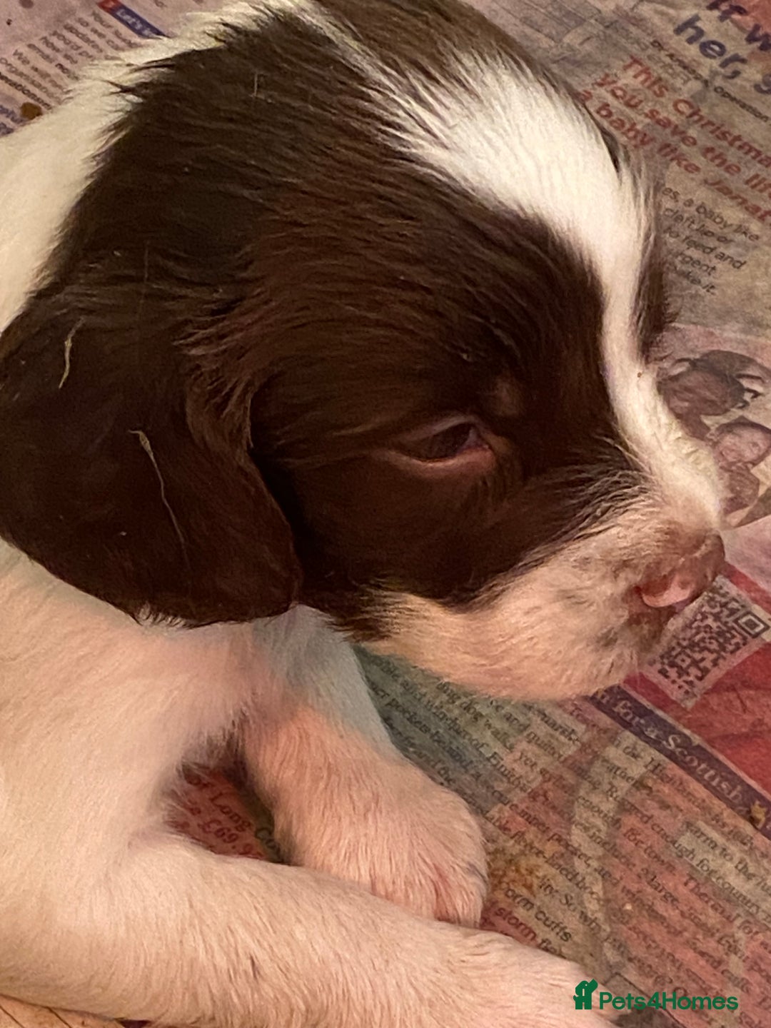 English Springer Spaniel dogs for sale: Springer Spaniel Puppies - Advert 5