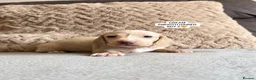 Miniature Dachshund dogs for sale: MINIATURE DACHSHUND PUPPIES🐾 - Advert 13