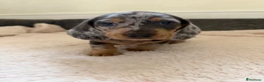 Dachshund 1