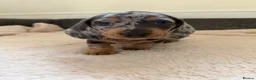 Dachshund dogs for sale: DACHSHUND PUPPIES FOR SALE - Advert 12