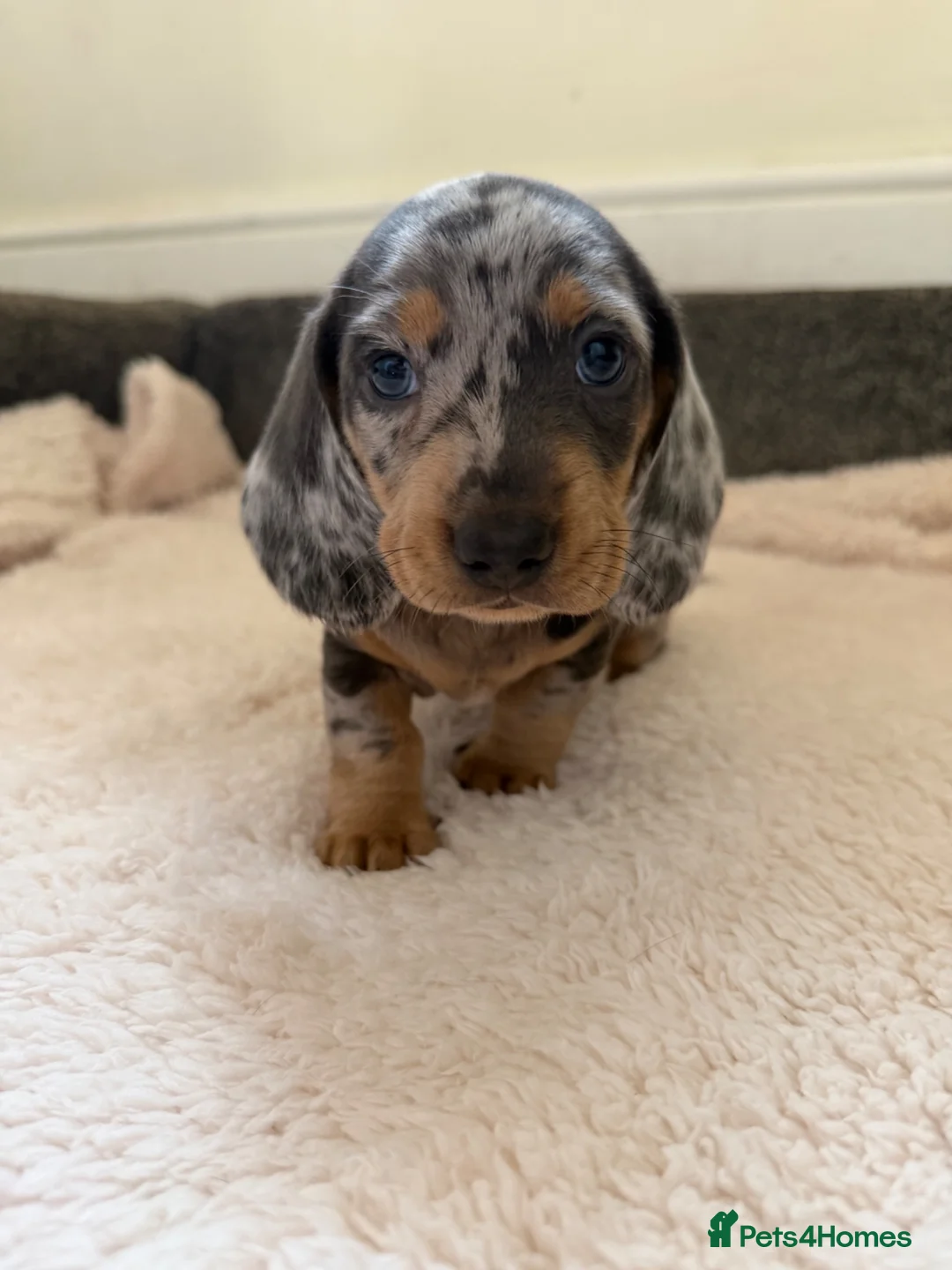 Dachshund dogs for sale: DACHSHUND PUPPIES FOR SALE - Advert 12