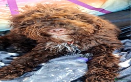 Lagotto Romagnolo dogs for sale: Lagotto Romagnolo - The Best breed ever  - Image 10