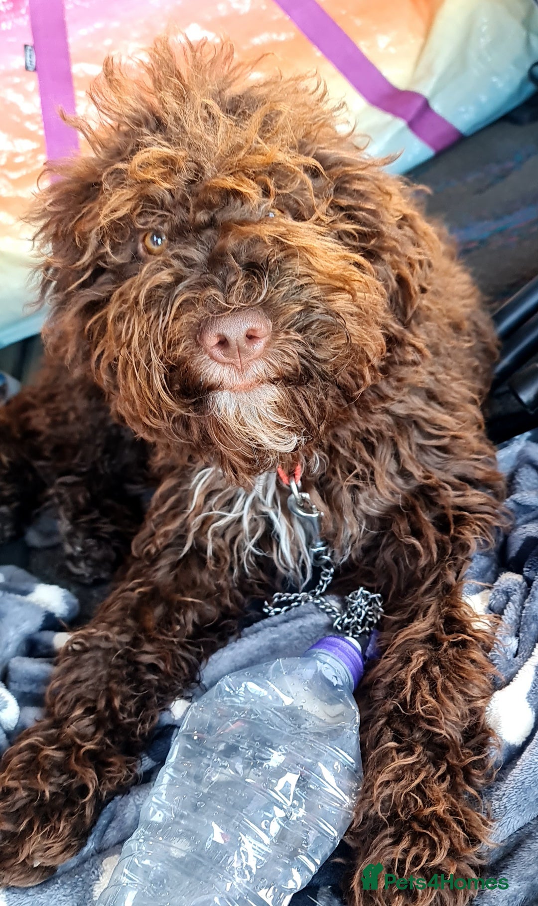 Lagotto Romagnolo dogs for sale: Lagotto Romagnolo - The Best breed ever  - Image 10